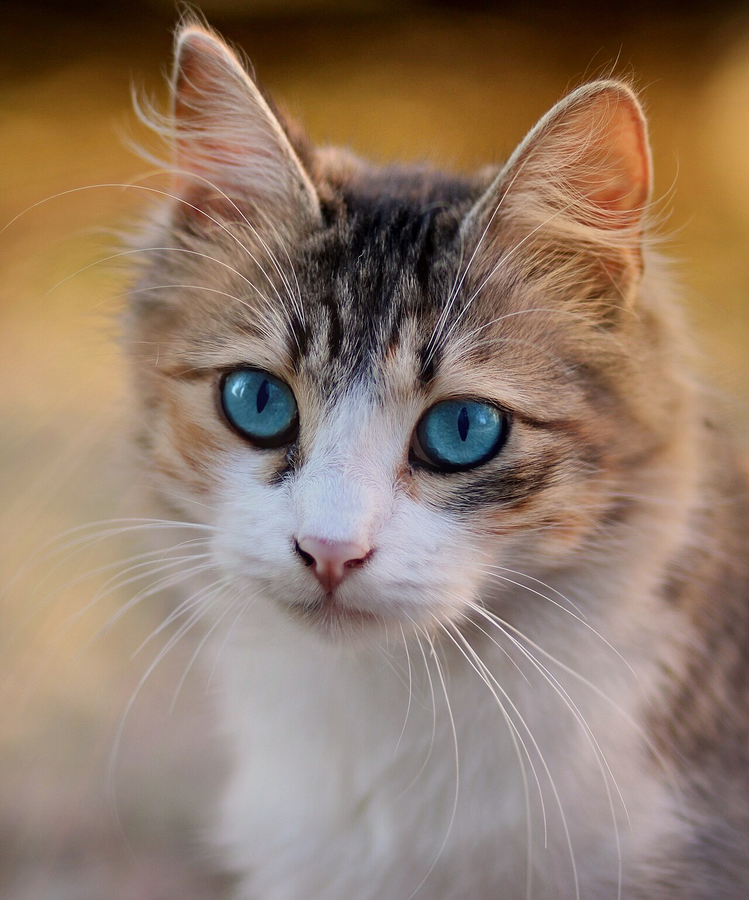 Original pet photo